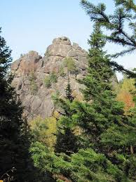 Attēlu rezultāti vaicājumam “Abies sibirica”