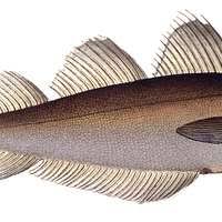 Image result for Merlangius merlangus