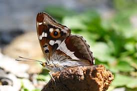 Attēlu rezultāti vaicājumam “Apatura iris female”