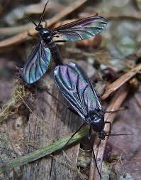 Attēlu rezultāti vaicājumam “Sciara analis”