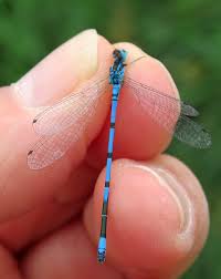 Attēlu rezultāti vaicājumam “Coenagrion puella male”
