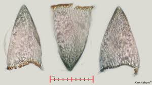 Attēlu rezultāti vaicājumam “Sphagnum inundatum”