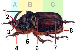 Attēlu rezultāti vaicājumam “Oryctes nasicornis male”