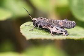 Attēlu rezultāti vaicājumam “Psophus stridulus”