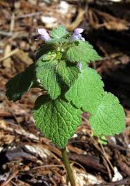 Attēlu rezultāti vaicājumam “Lamium purpureum”