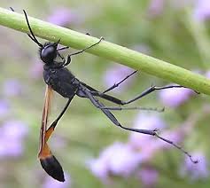 Attēlu rezultāti vaicājumam “Ammophila sp.”
