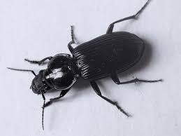 Attēlu rezultāti vaicājumam “Bembidion sp.”