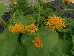 Attēlu rezultāti vaicājumam “Telekia speciosa bud”