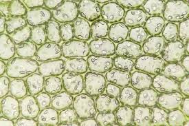 Attēlu rezultāti vaicājumam “Lophocolea minor”