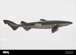 Image result for Dalatias licha