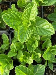 Attēlu rezultāti vaicājumam “Mentha spicata”