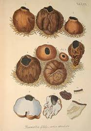 Attēlu rezultāti vaicājumam “Sarcosoma globosum”