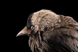 Attēlu rezultāti vaicājumam “Corvus monedula adult”