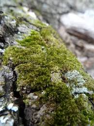 Attēlu rezultāti vaicājumam “Platygyrium repens”