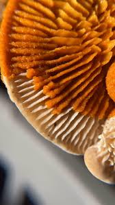 Attēlu rezultāti vaicājumam “Stemonitis pallida macro”