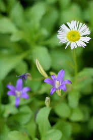 Attēlu rezultāti vaicājumam “Breidleria pratensis”
