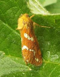 Attēlu rezultāti vaicājumam “Phymatopus hecta”