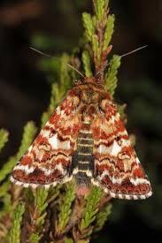 Attēlu rezultāti vaicājumam “Anarta myrtilli larva”
