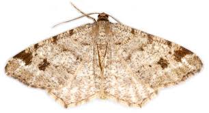 Attēlu rezultāti vaicājumam “Macaria signaria”