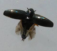 Attēlu rezultāti vaicājumam “Gyrinidae”