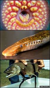 Image result for Petromyzon marinus