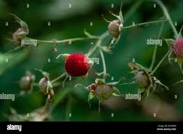 Attēlu rezultāti vaicājumam “Rubus parviflorus fruit”