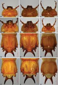 Attēlu rezultāti vaicājumam “Cucujus cinnaberinus larva”