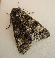 Attēlu rezultāti vaicājumam “Acronicta megacephala”