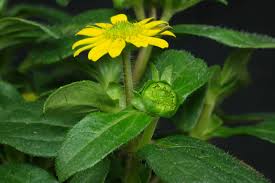 Image result for Sanvitalia procumbens