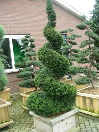 Attēlu rezultāti vaicājumam “Taxus baccata”