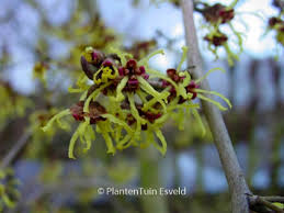 Attēlu rezultāti vaicājumam “Hamamelis japonica leaf”