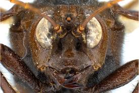 Attēlu rezultāti vaicājumam “Cimbex femoratus imago”