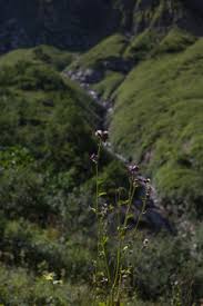 Image result for Alpendistel
