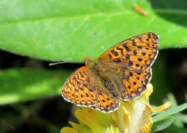 Attēlu rezultāti vaicājumam “Clossiana euphrosyne”