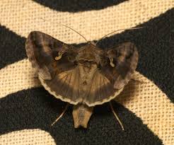 Attēlu rezultāti vaicājumam “Autographa gamma”