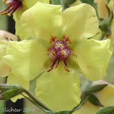 Image result for Verbascum blattaria