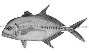 Image result for Caranx lugubris