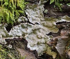 Attēlu rezultāti vaicājumam “Cystostereum murrayi”