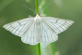 Attēlu rezultāti vaicājumam “Siona lineata”