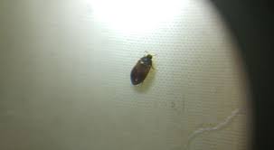 Attēlu rezultāti vaicājumam “Attagenus smirnovi”