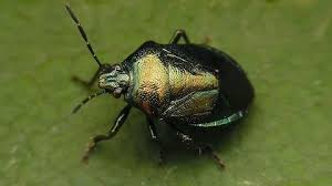 Attēlu rezultāti vaicājumam “Zicrona caerulea nymph”