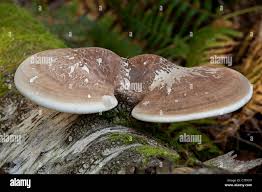 Attēlu rezultāti vaicājumam “Piptoporus betulinus”