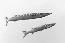 Image result for Dive Barracuda