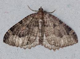 Attēlu rezultāti vaicājumam “Triphosa dubitata”