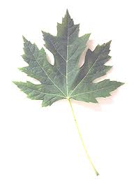 Attēlu rezultāti vaicājumam “Acer saccharinum leaf”