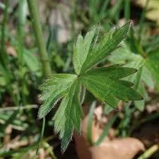 Attēlu rezultāti vaicājumam “Ranunculus acris leaf”