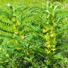 Attēlu rezultāti vaicājumam “Astragalus arenarius leaf”