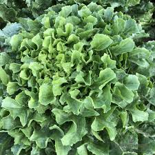 Image result for Endivie