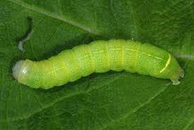 Attēlu rezultāti vaicājumam “Orthosia cerasi”