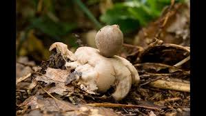 Attēlu rezultāti vaicājumam “Geastrum fimbriatum”